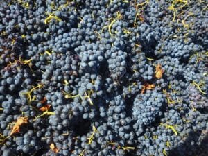 Grapes de raisins qui viennent d'être récoltées