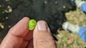 Raisin tenu entre un pouce et un index