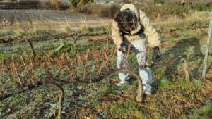 Personne travaillant dans les vignes avec un sécateur