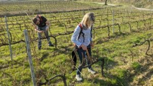 Personnes travaillant dans les vignes avec des sécateurs