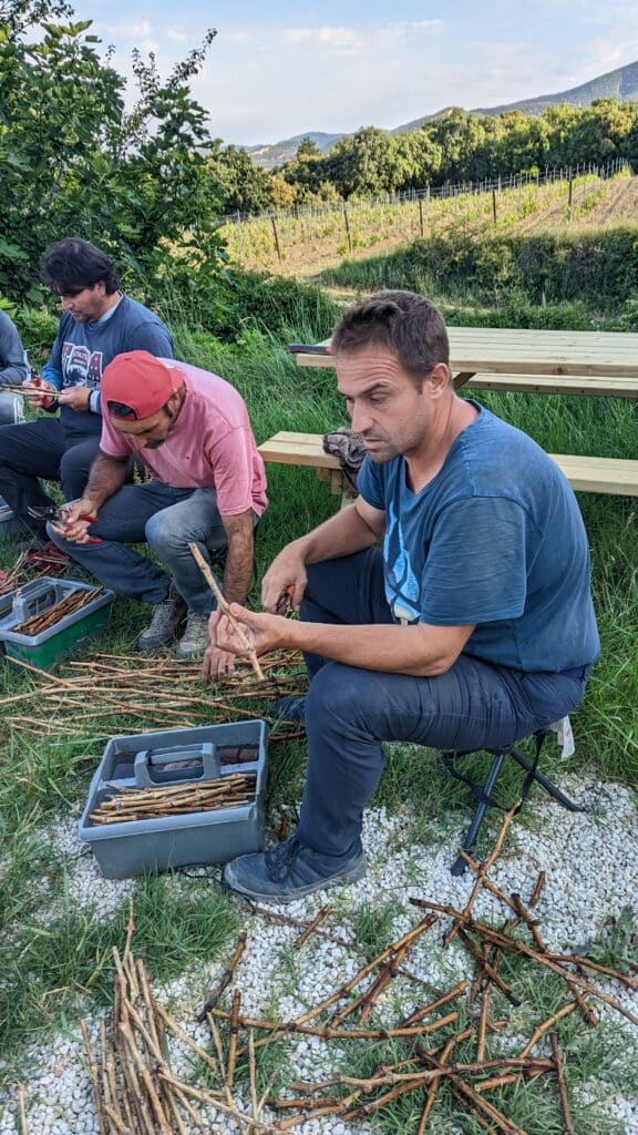 Personnes assises coupant des morceaux de vigne avec des sécateurs