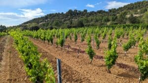 Rangées de vignes