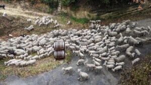 Mouton circulant sur une route en contournant des tonneaux en bois