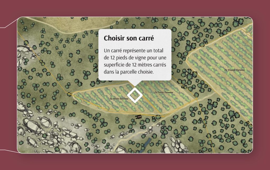 Choisir son carré dans une parcelle de vigne